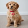 Dog Tag Dog Tags